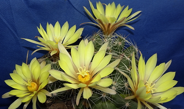 DSC09537Mammillaria sphaerica