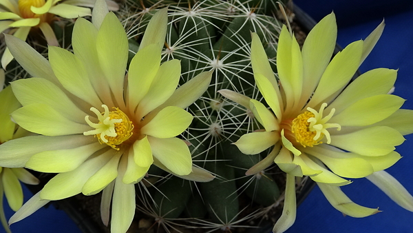 DSC09539Mammillaria sphaerica