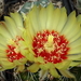 DSC09556Hamatocactus setispinus