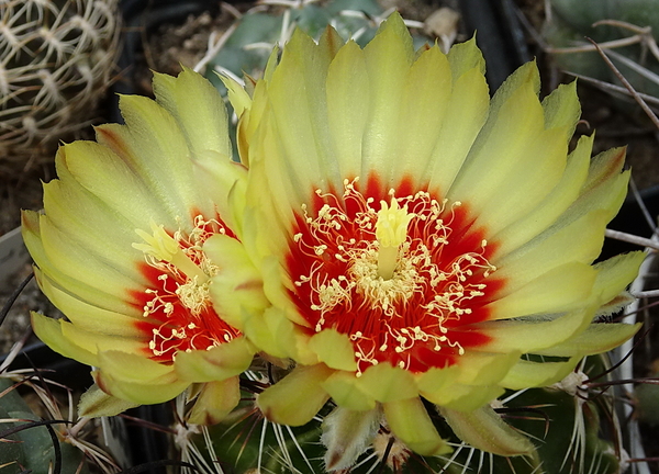 DSC09556Hamatocactus setispinus