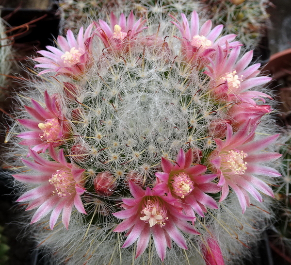 DSC09558Mammillaria bocasana ssp. roseiflora