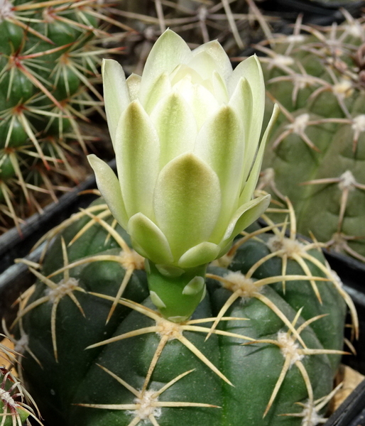 DSC09577Gymnocalycium multiflorum