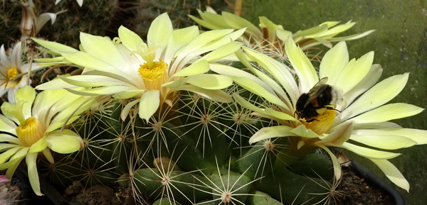 DSC09585Mammillaria sphaerica