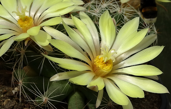 DSC09586Mammillaria sphaerica