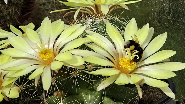 DSC09593Mammillaria sphaerica