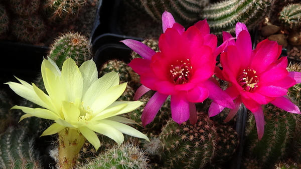 DSC09762Chamaecereus silvestrii i Lincoln Imp