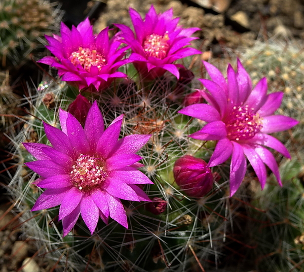 DSC09763Mammillaria zeilmanniana