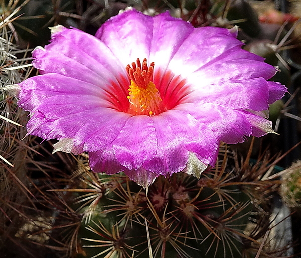 DSC09764Thelocactus bicolor