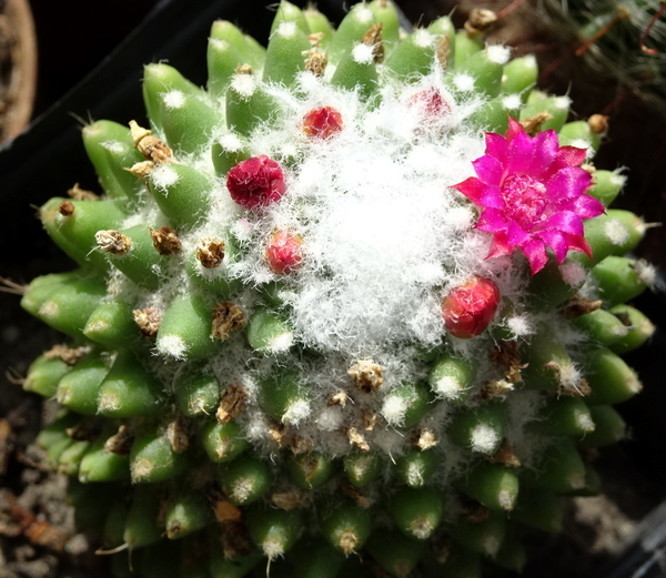 DSC09765Mammillaria polythele cv. Toluca