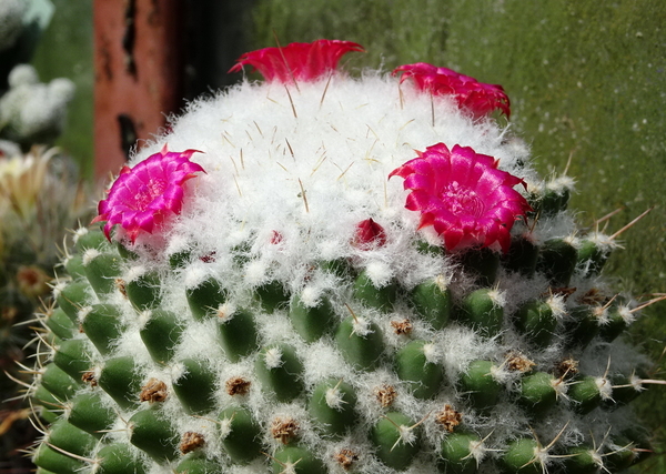 DSC09770Mammillaria polythele v. nuda