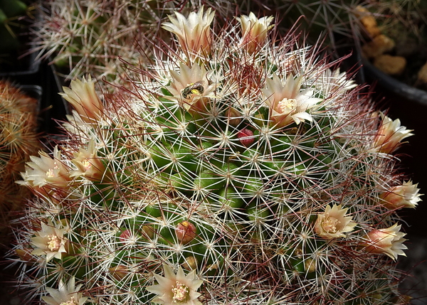 DSC09769Mammillaria marcosii