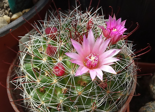 DSC09772Mammillaria fittkaui