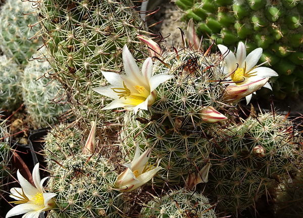 DSC09771Mammillaria hutchisoniana ssp. louisae