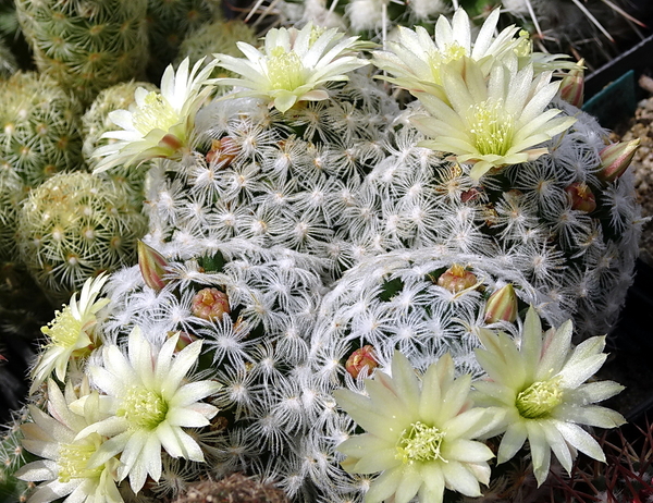 DSC09774Mammillaria duweii