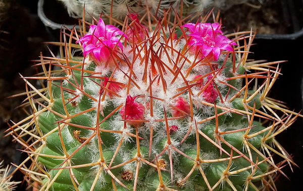 DSC09773Mammillaria polythele v. obconella