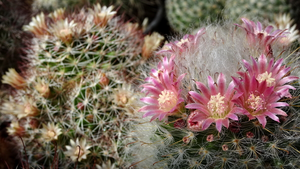 DSC09775Mammillaria bocasana ssp. roseiflora