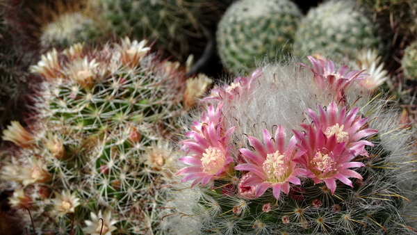 DSC09776Mammillaria bocasana ssp. roseiflora