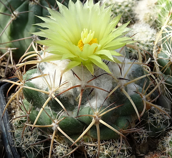 DSC09778Coryphantha bumamma