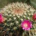 DSC09780Mammillaria ernestii