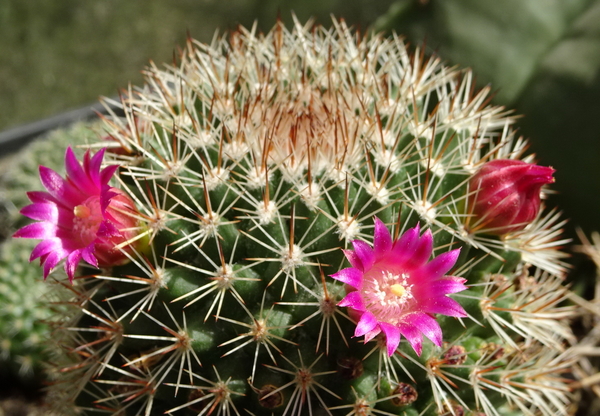 DSC09780Mammillaria ernestii