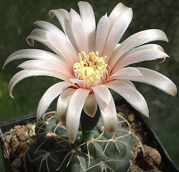 DSC09785Gymnocalycium morroense TOM 179