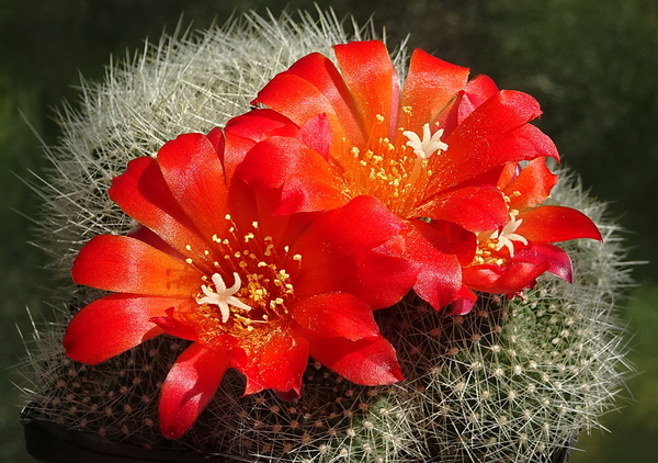 DSC09786Rebutia wessneriana cv. Ruby