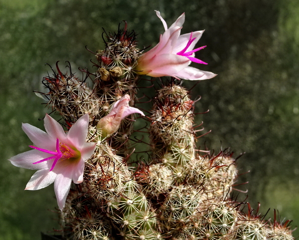 DSC09787Mammillaria thornberi ssp. yaquensis