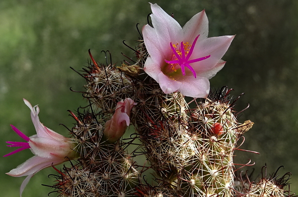 DSC09788Mammillaria thornberi ssp. yaquensis