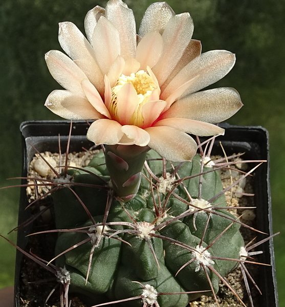 DSC09793Gymnocalycium fischerii MT 143