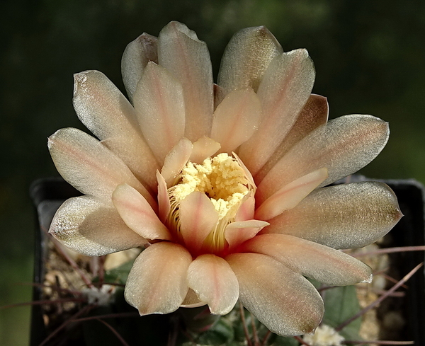 DSC09794Gymnocalycium fischerii MT 143