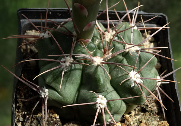 DSC09795Gymnocalycium fischerii MT 143