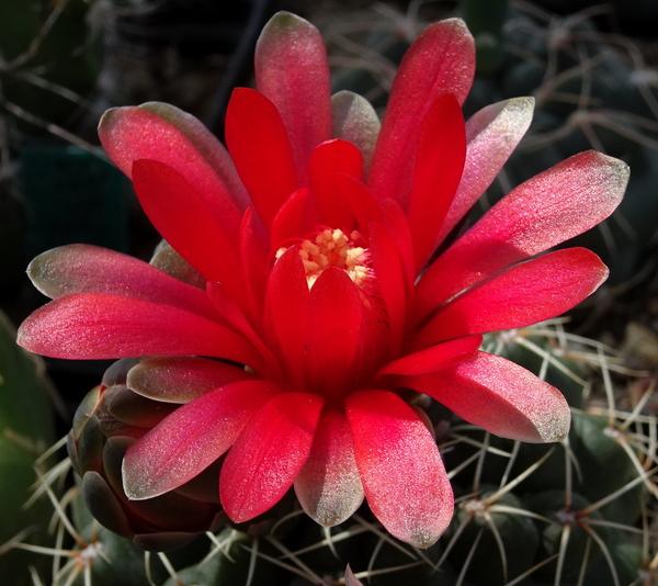 DSC09796Gymnocalycium baldianum JO 295