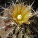 DSC09803Horridocactus tuberisulcatus