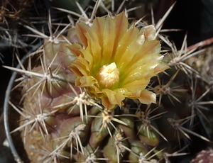 DSC09803Horridocactus tuberisulcatus