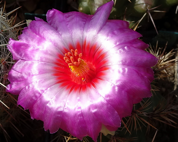 DSC09813Thelocactus bicolor