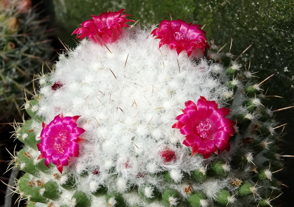 DSC09814Mammillaria polythele