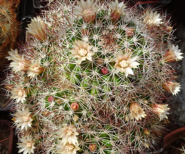 DSC09815Mammillaria marcosii