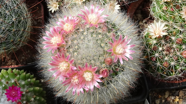 DSC09816Mammillaria bocasana ssp. roseiflora