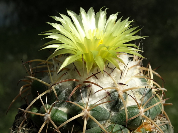 DSC09820Coryphantha bumamma