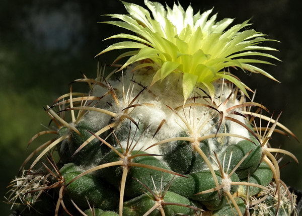 DSC09821Coryphantha bumamma