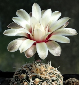 DSC09824Gymnocalycium poeschlii KFF 1158