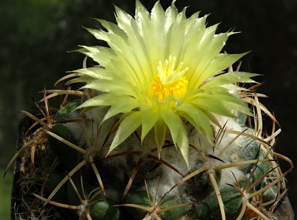 DSC09822Coryphantha bumamma