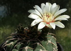 DSC09826Gymnocalycium vatteri WR 110