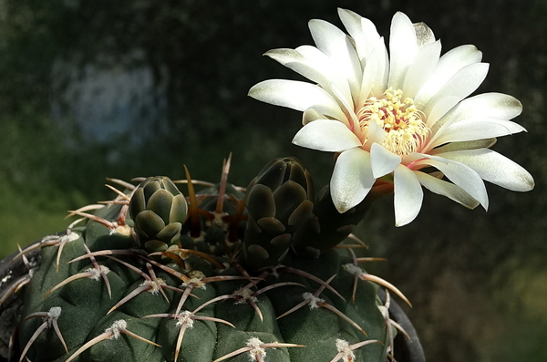 DSC09828Gymnocalycium vatteri WR 110