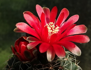 DSC09830Gymnocalycium baldianum JO 295