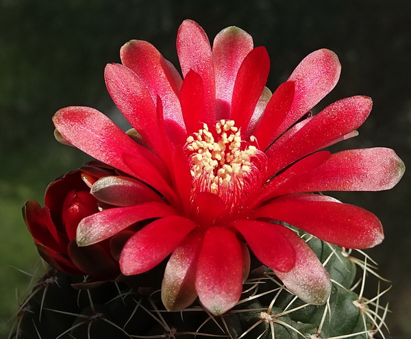 DSC09831Gymnocalycium baldianum JO 295