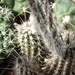 DSC09835Setiechinopsis mirabilis