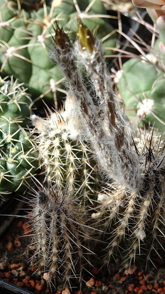 DSC09835Setiechinopsis mirabilis