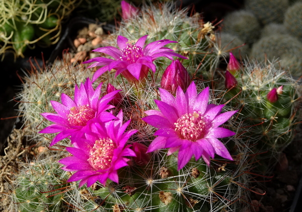 DSC09837Mammillaria zeilmanniana