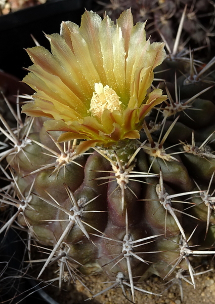 DSC09844Horridocactus tuberisulcatus